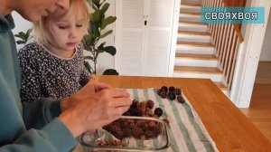 Сбор семян лиственницы сибирской Ч.1 Сроки/лайфхаки