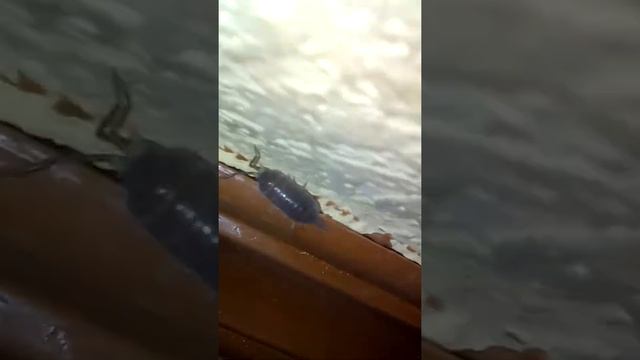 Танцующий таракан в КСК Ужас Страшный таракан смотреть онлайн