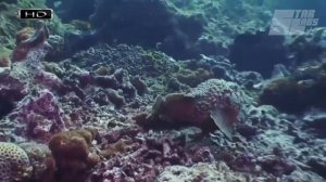 Самые опасные морские обитатели