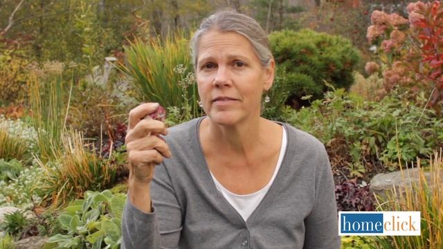 Growing Hyacinth - How to plant and grow Hyacinth смотреть онлайн