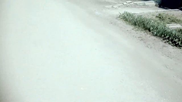 Встреча друзей (собака+хозяин)