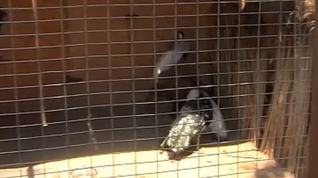 Авангард турбаза Большой смотреть онлайн