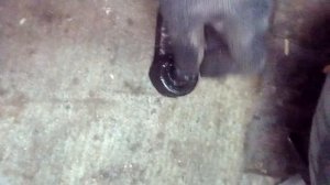 Рычаг шевроле круз изношена шаровая опора