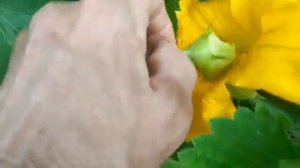 Выращиваем тыквы и кабачки, опыляем в ручную.