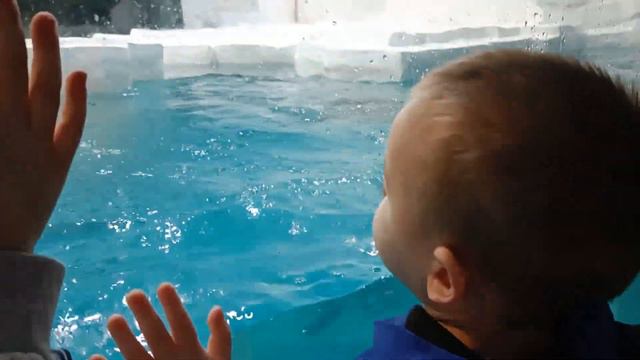 ОКЕАНАРИУМ В КАЗАНИ ● 23 Февраля смотреть онлайн