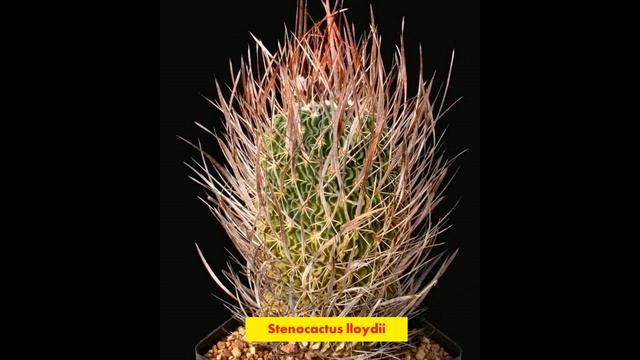 STENOCACTUS 50 TIPOS CON SUS NOMBRES смотреть онлайн
