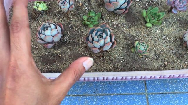 SUCCULENTS GROW VERY SLOW DON'T WORRY ABOUT GROWTH