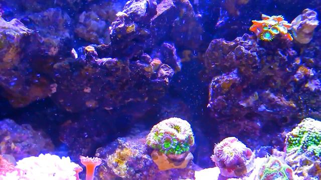 Reef Tank Update HD!!!