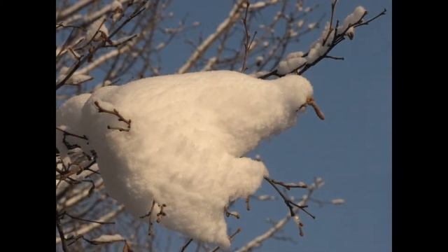 Наше Подмосковье 2019 - "В единении с природой" смотреть онлайн
