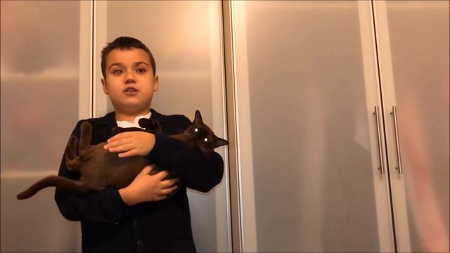 Видео открытка о кошках бурма смотреть онлайн
