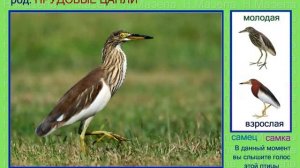 Цапли. Голоса птиц России