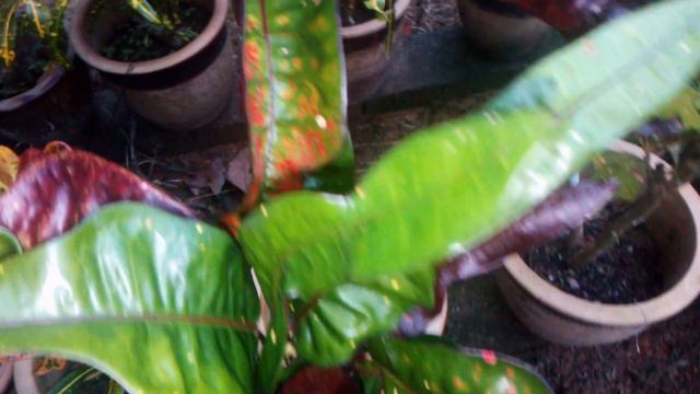 Part 2 : Koleksi Pokok Puding смотреть онлайн