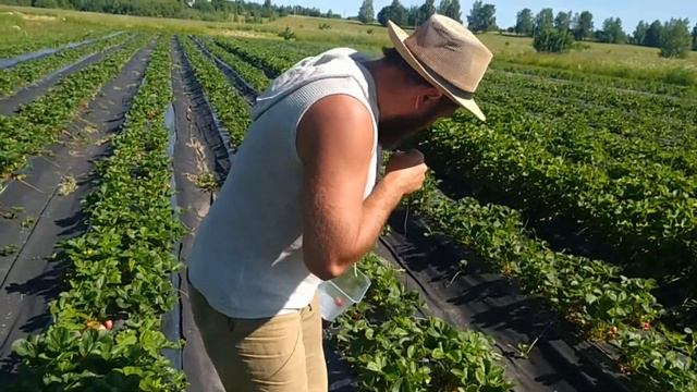 Как мы собираем ягоду. смотреть онлайн