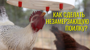 Как сделать многодневную незамерзающую поилку в курятнике