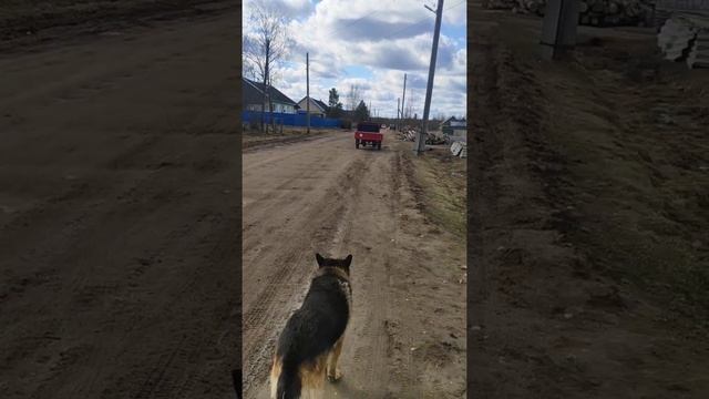 Мотоблок Белорус МТЗ смотреть онлайн