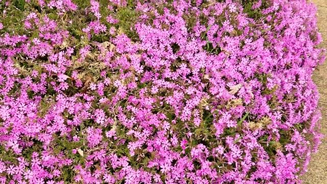 Perennial creeping phlox groundcover смотреть онлайн