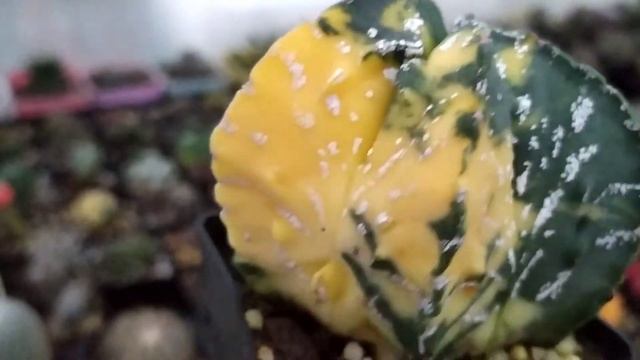 Astrophytum Myriostigma Variegata | Cacti Succulent Review
