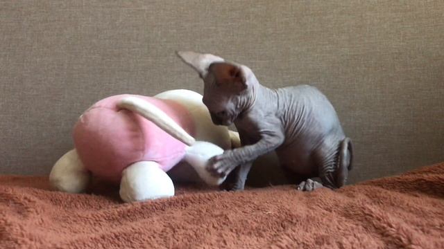 Инопланетные котята Канадского Сфинкса играют) Кожаные лапки смотреть онлайн