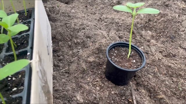 Рассада огурца потянулась?Вот как можно исправить. смотреть онлайн