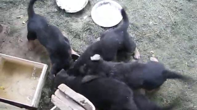 Щенки едят дыню смотреть онлайн