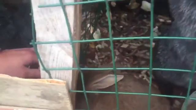 ВЛОГ! Загородный клуб Медвежьи озера, Вейк Парк смотреть онлайн