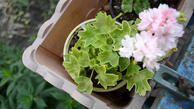 Цветущие ПЕЛАРГОНИИ в июле '21/Кто кушает мою герань??? смотреть онлайн