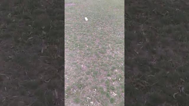 Оренбургская область. с. Тоцкое оз. Сазанье смотреть онлайн