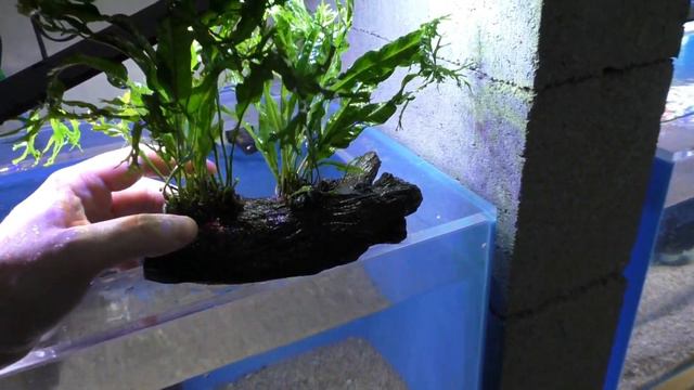 How to Care for Windelov Java Fern - Aquarium Co-Op смотреть онлайн