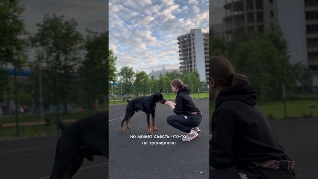 Как отучить собаку подбирать на улице и дома. Упражнение на неподбор с земли #доберманы #собаки смотреть онлайн
