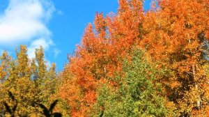 Осень Трофим