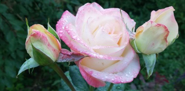 РОЗА БЕЛЬ ПЕРЛ (Belle Perle). ОБЗОР смотреть онлайн