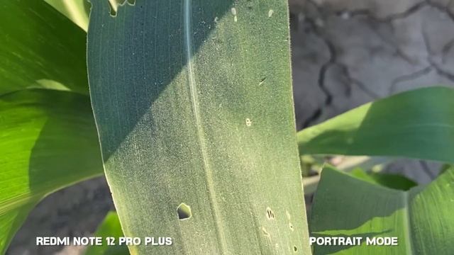 REDMI Note 12 Pro Plus VS iPhone 14 Plus Camera Test Comparison смотреть онлайн