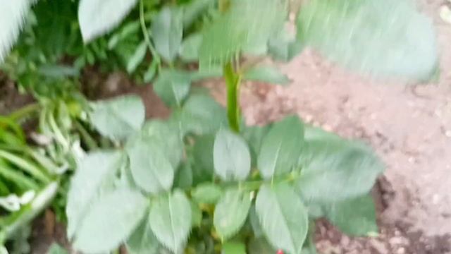 Продаём что выросло по заказам // Моя клумба у дома ??. смотреть онлайн