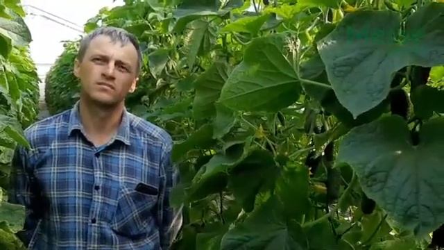 Огурец Мадрилене F1 смотреть онлайн