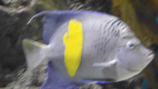 Аравийская рыба ангел, Pomacanthus maculosus, Yellowbar angelfish смотреть онлайн
