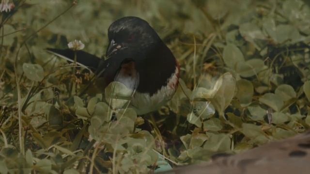 Relax music with birds - for eliminating stress and all kinds of evil, for meditation смотреть онлайн