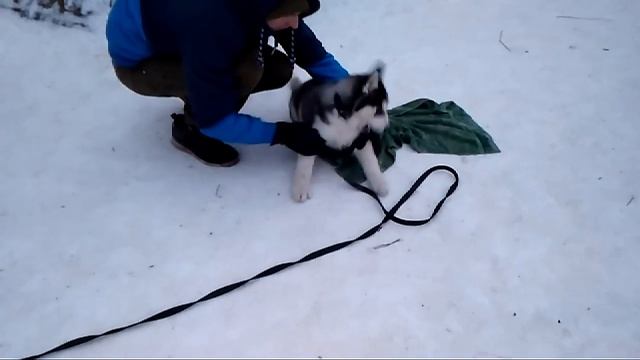 Дрессировка собак -хаски Джекки 3 мес.Дрессировщик Артемий смотреть онлайн