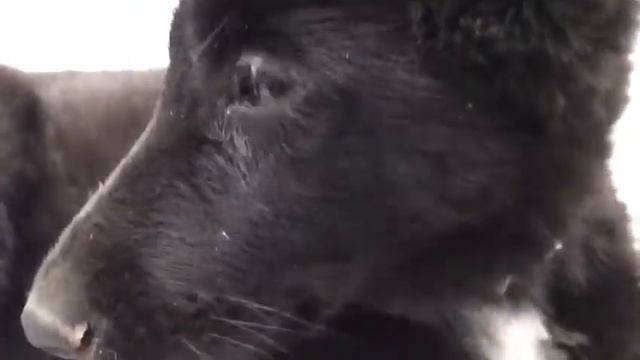 Признаки чумы у щенка смотреть онлайн