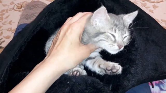 Тигруля просыпается😸😸😸 смотреть онлайн