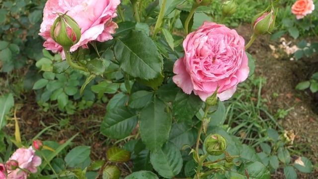 роза Шанталь Мерье смотреть онлайн