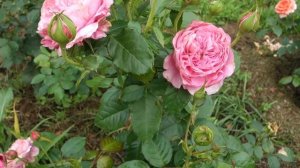 роза Шанталь Мерье