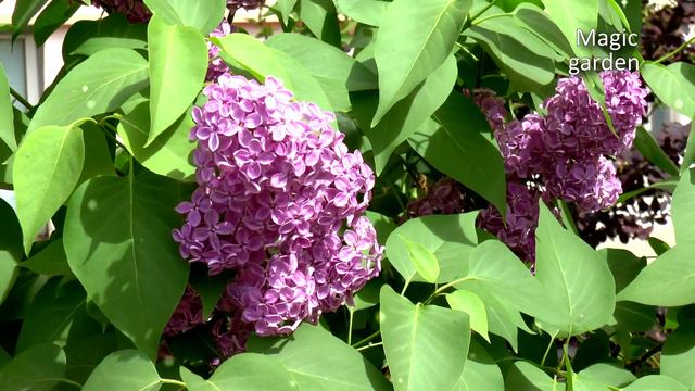 Романтическая музыка - красивая и очень нежная - мелодия для души смотреть онлайн