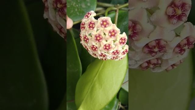 Hoya hybrid Kerrii x Meliflua смотреть онлайн