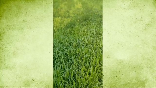 Лайфхак. Уход за газоном смотреть онлайн