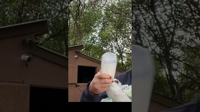 #babies #bottle #milk #rockabye смотреть онлайн