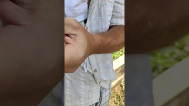 Плоды гигантского кактуса. Польза или вред? Куба - райский остров! смотреть онлайн