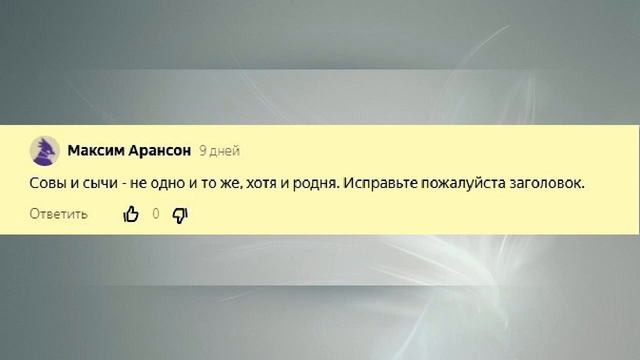 Сычи — это не совы?! Комментарии вызывающие удивление. смотреть онлайн