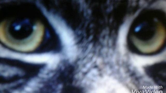 Интересные факты о манулах смотреть онлайн