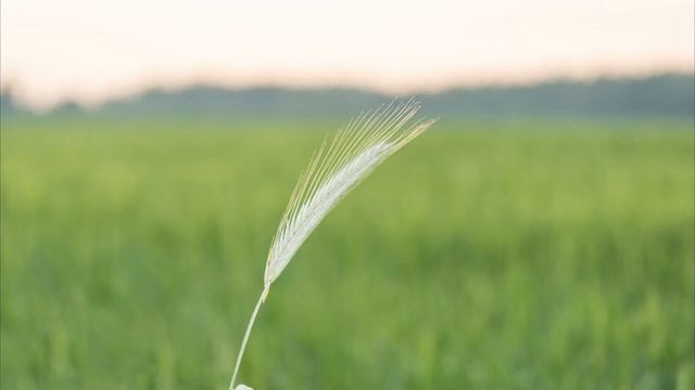 Macrophotography макросъёмка fujifilm xh1 laowa 65 mm f 2.8 смотреть онлайн