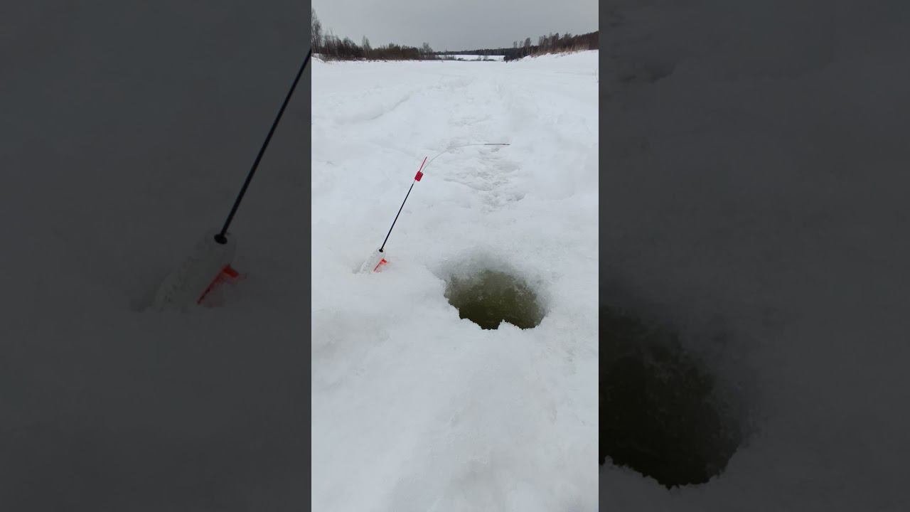 Зимняя рыбалка Поклевки на удочку с кивком #рыбалка #fishing #shortvideo #fishingvideo #природа смотреть онлайн